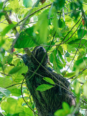 Three-toed Sloth (Bradypus infuscatus), taken in Costa Rica © Chris