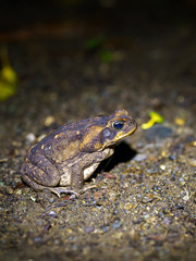 Cane Toad out hunting for food at night, taken in Costa Rica