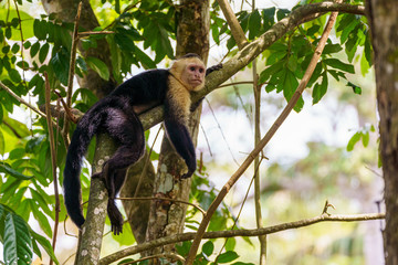 Naklejka premium capuchin monkey (Cebus capucinus), taken in Costa Rica