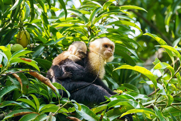 capuchin monkey (Cebus capucinus) with baby, taken in Costa Rica