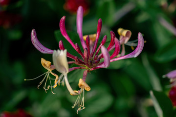 Obraz premium Colourful close up of a red honeysuckle flower blooming with a green background
