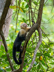 capuchin monkey (Cebus capucinus), taken in Costa Rica