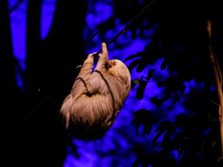 Two-Toed Sloths (Megalonychidae) at night in Costa Rica © Chris