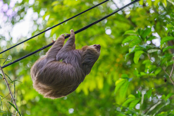 Two-Toed Sloths (Megalonychidae) in Costa Rica
