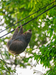 Two-Toed Sloths (Megalonychidae) in Costa Rica