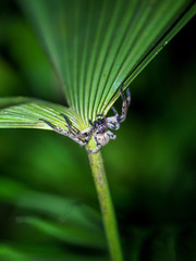 Bronze Huntsman Spider in Costa Rica