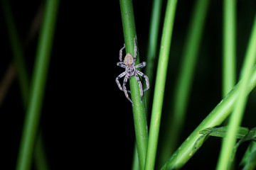 Bronze Huntsman Spider in Costa Rica