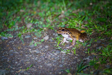 Smoky Jungle Frog (Leptodactylus pentadactylus) in Csota Rica