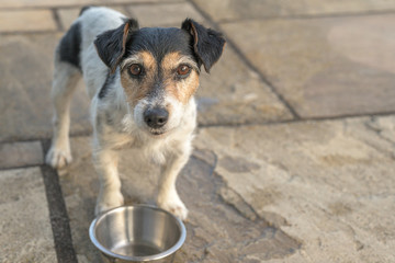 Cute little dog is standing in front of an empty bowl and is thirsty. Jack Russell Terrier 10 years...