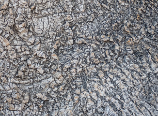 Close Up Of Tree Bark Background, texture
