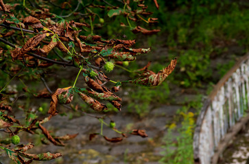 Chestnut branch with prickly fruits and dried leaves