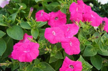 Grandiflora single petunia supercascade pink flowers with green