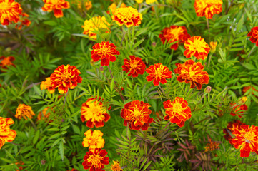 French marigold tagetes patula petite mix yellow and orange flowers