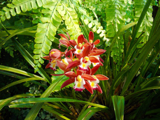 red flowers in the garden