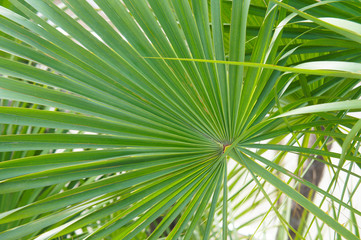 Fototapeta na wymiar saw palmetto palm green leaf background