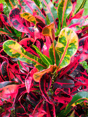 Focus Stacked Image of Colorful Red, Yellow, Green Crotons © sdbower