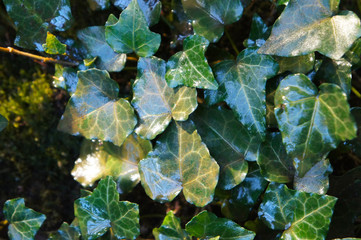 Wet leaves of ivy hedera helix background
