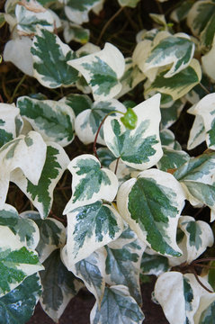 Hedera algeriensis gloire de marengo ivy leaves vertcal