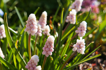 Muscari  flowers  pink sunrise with green