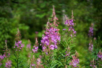 Chamaenerion angustifolium, known as fireweed or great willowherb or rosebay willowherb is a perennial herbaceous plant in willowherb family Onagraceae. It is native throughout Northern Hemisphere.