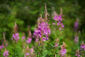 Chamaenerion angustifolium, known as fireweed or great willowherb or rosebay willowherb is a perennial herbaceous plant in willowherb family Onagraceae. It is native throughout Northern Hemisphere.