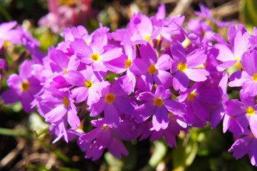 primrose primula purple flowers close up