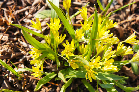Gagea villosa or hairy star of bethlehem yellow flowers