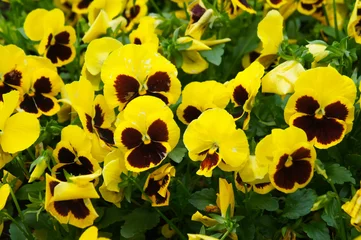  Viola wittrockiana pansy inspire yellow blotch many flowers © skymoon13