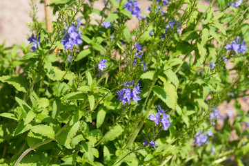 Veronica prostrata or prostrate speedwell blue flowers with green leaves