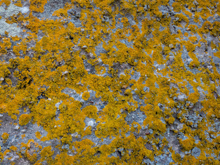 Algae and mold On  An Old Concrete wall.