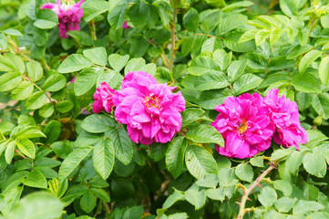 Rosa rugosa wrinkled rose pink flowers  shrub