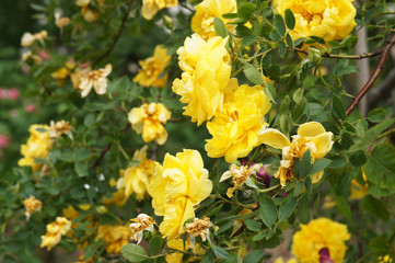 Yellow climber roses flowers with green