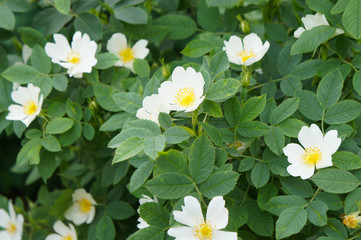 Rosa virginiana or wild rose shrub with  white flowers
