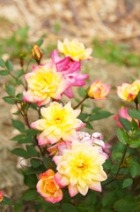 Shrub of miniature rose baby masquerade yellow and pink flowers