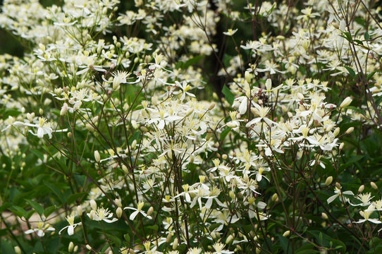 Clematis Mandschurica Many White Flowers