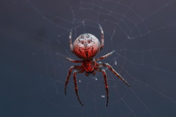 Spider 