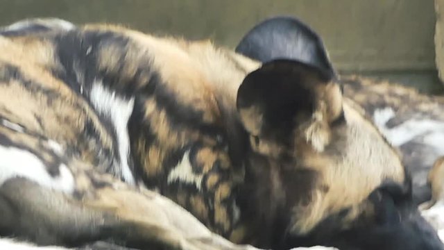 African painted dogs lying near a stream