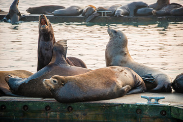 Sea Lions on the peir