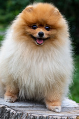 Pomeranian. Cute fluffy charming red-haired Spitz stands full-length on a stump. Walk with a dog on a Sunny day.