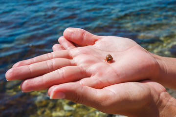Small hermit crab on a female palm against the background of the sea
