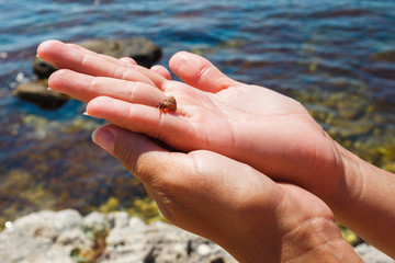 Small hermit crab on a female palm against the background of the sea