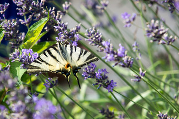 Scarce swallowtail butterfly on lavender in Hungary