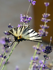 Scarce swallowtail butterfly on lavender in Hungary