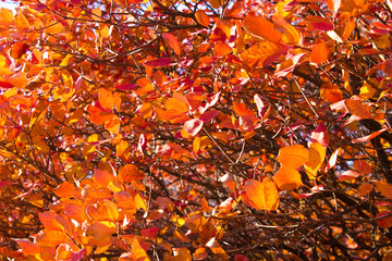 Branches with leaves on a background of sky, minimalism