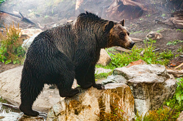 brown bear
