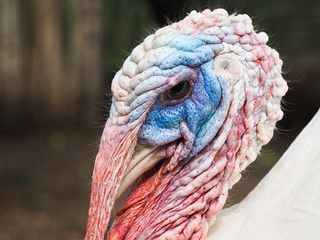 Portrait of poultry Turkey. Beautiful colorful bird closeup