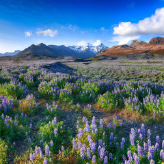 Typical Icelandic landscape with field of blooming lupine flowers