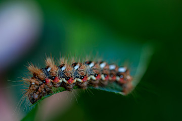 caterpillar on leaf