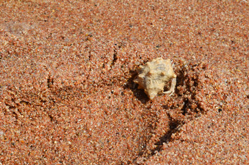 Hermit crab close-up on a background of stone and ocean