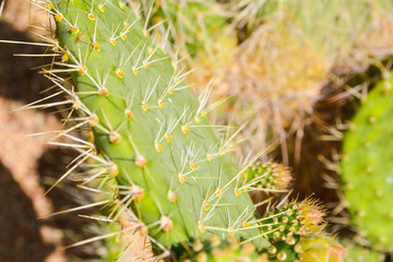 cacti close up
